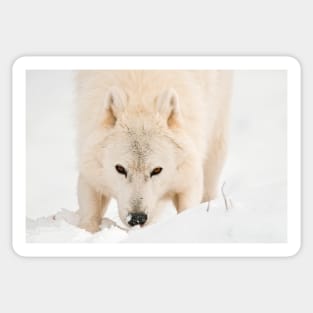 Arctic Wolf Sticker